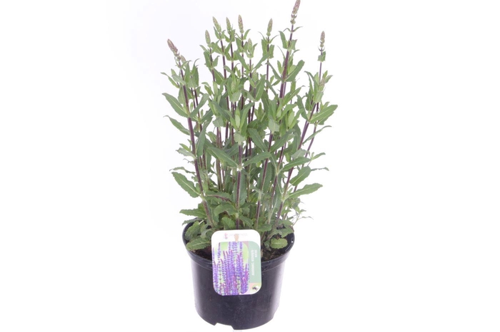 <h4>Salvia nemorosa Caradonna</h4>