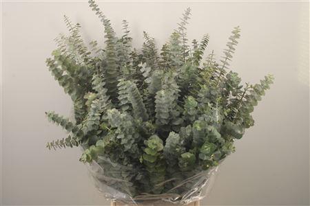 <h4>Euc Baby Blue Per Bunch Za 400 Gram</h4>