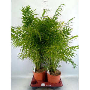 Chamaedorea elegans