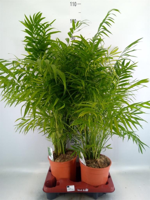 <h4>Chamaedorea elegans</h4>