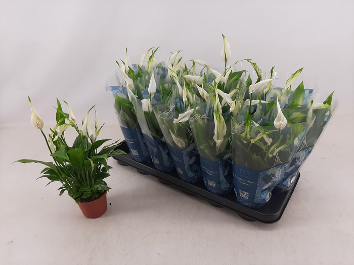 <h4>SPATH CHOPIN</h4>