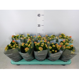 Kalanchoe blos. 'Sumo Orange'