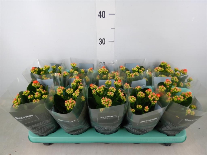 <h4>Kalanchoe blos. 'Sumo Orange'</h4>