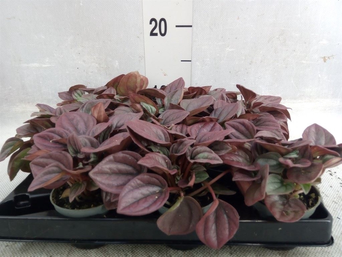 <h4>Peperomia</h4>