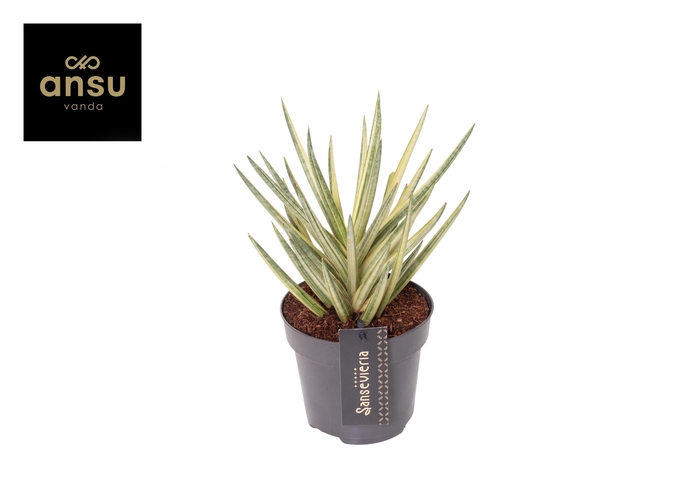 <h4>Sansevieria Almond Pirate Hat</h4>