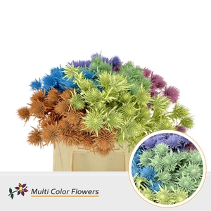 Eryngium Pastel Mix