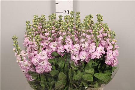 <h4>Matth Mathilda Pink</h4>