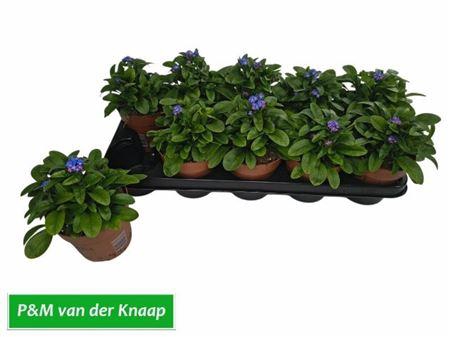 <h4>Myos Sy Laura D Blue</h4>