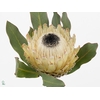 PROTEA M SNOW QUEEN