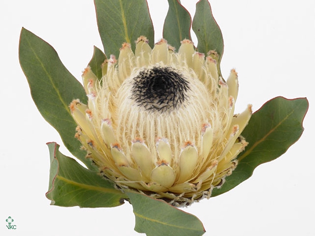 Protea Barb Snow Queen