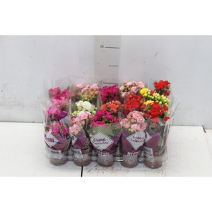 KALANCHOE DOBRADO MINI P06