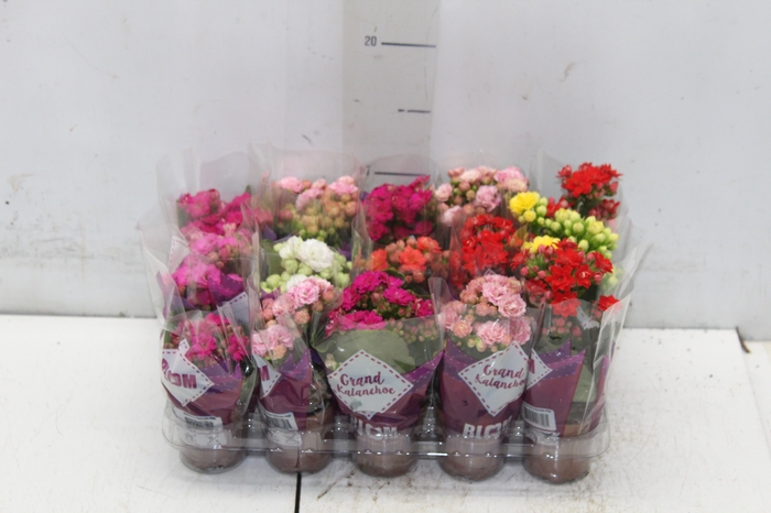 <h4>KALANCHOE DOBRADO MINI P06</h4>