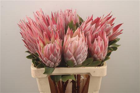 <h4>Protea Cynaroides</h4>