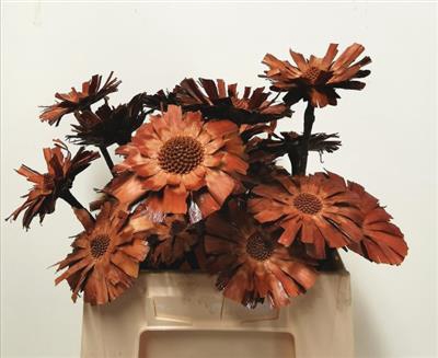 <h4>PROTEA REPENS FLATS</h4>
