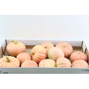 Sier Cuc P Miss Sophie Pink X12
