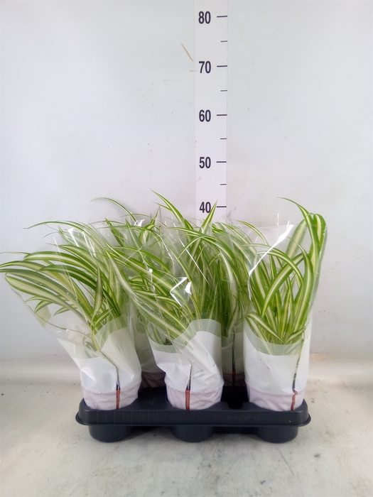 <h4>Chlorophytum com. 'Variegatum'</h4>