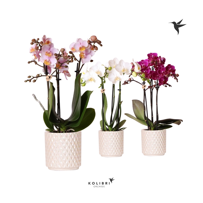 <h4>Kolibri Orchids Phalaenopsis mix 3 spike in Diamond Pearl traver</h4>