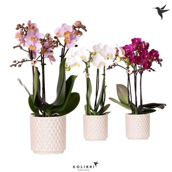 <h4>Kolibri Orchids Phalaenopsis mix 3 spike in Diamond Pearl traver</h4>