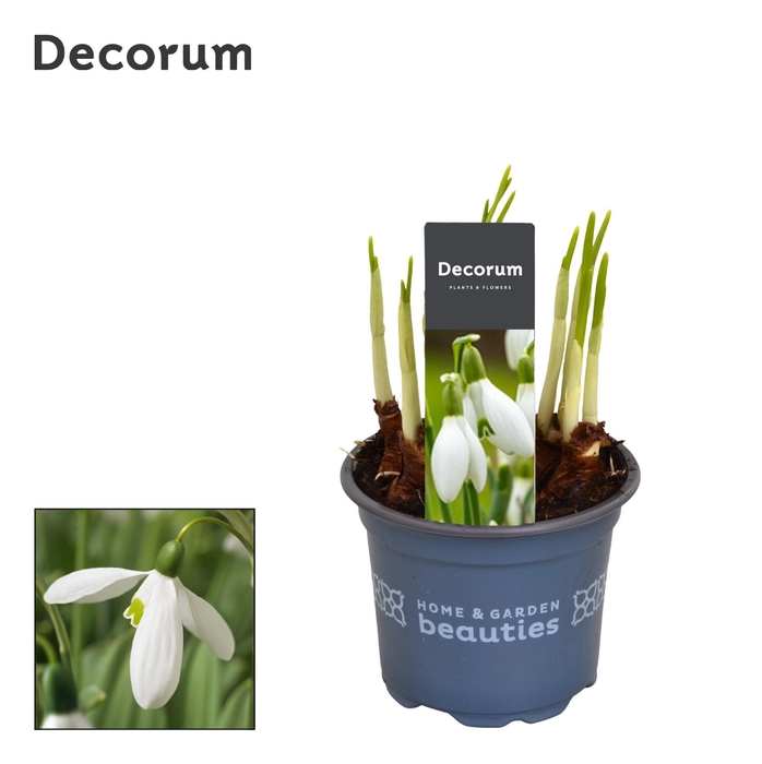 <h4>GALANTHUS NIV IN POT</h4>