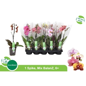 PHAL GEM