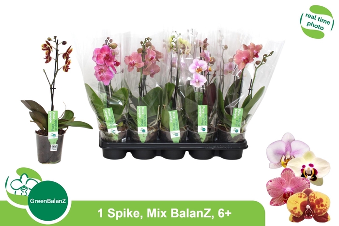PHAL GEM