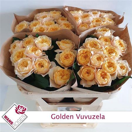 <h4>R Gr Bu Golden Vuvuzela</h4>