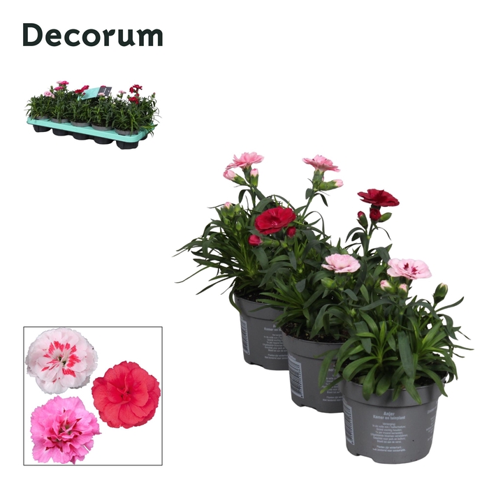 <h4>Dianthus - 10,5 cm - Oscar mix - Decorum</h4>