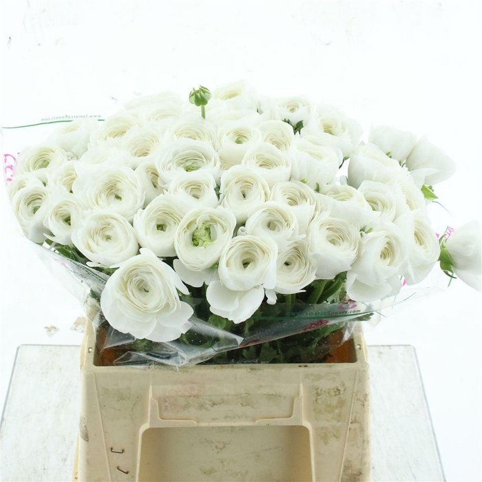 <h4>Ran Su Sr Polar White Super</h4>