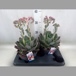 Echeveria  'Blue Prince'