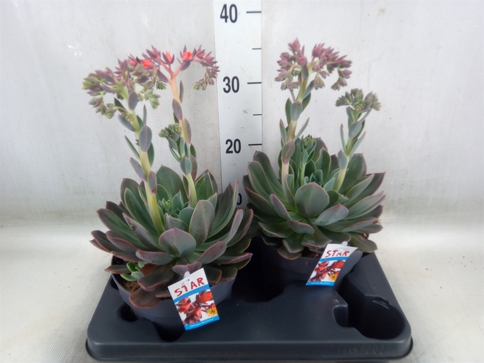 <h4>Echeveria  'Blue Prince'</h4>