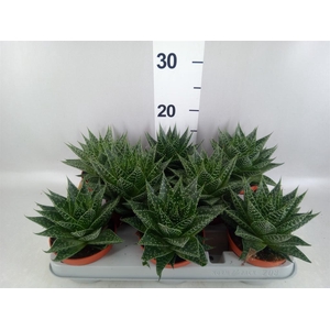 Gasteria