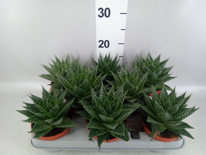 <h4>Gasteria</h4>