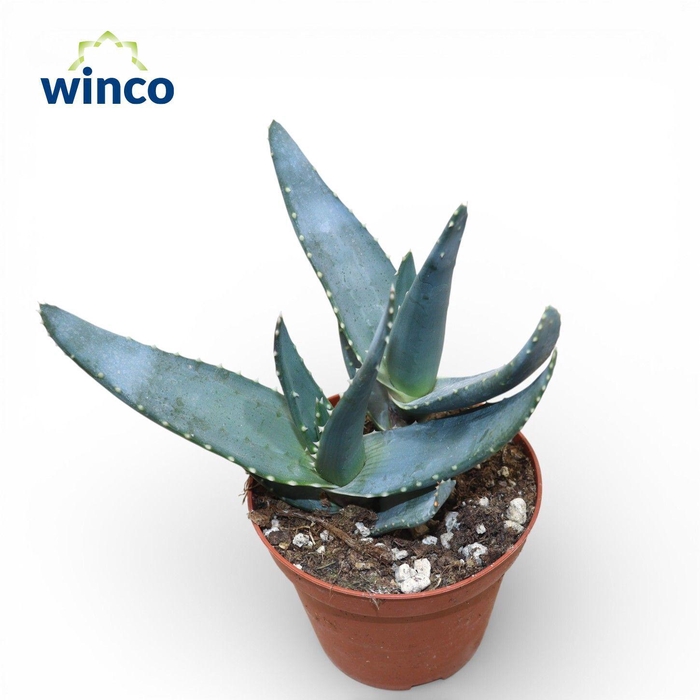 <h4>Aloe Reitzii (Group)</h4>