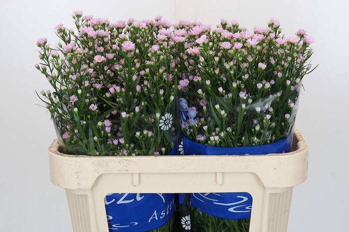 Aster Claudia