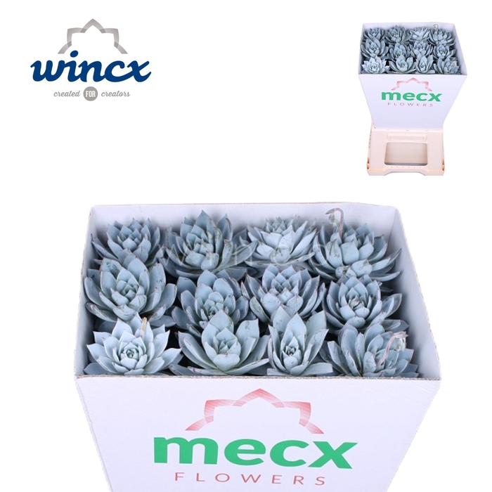 <h4>Echeveria Blue Star (mecx Flowers) Mecx-emmer 8cm</h4>