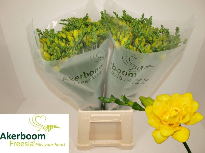 <h4>Freesia du ov</h4>