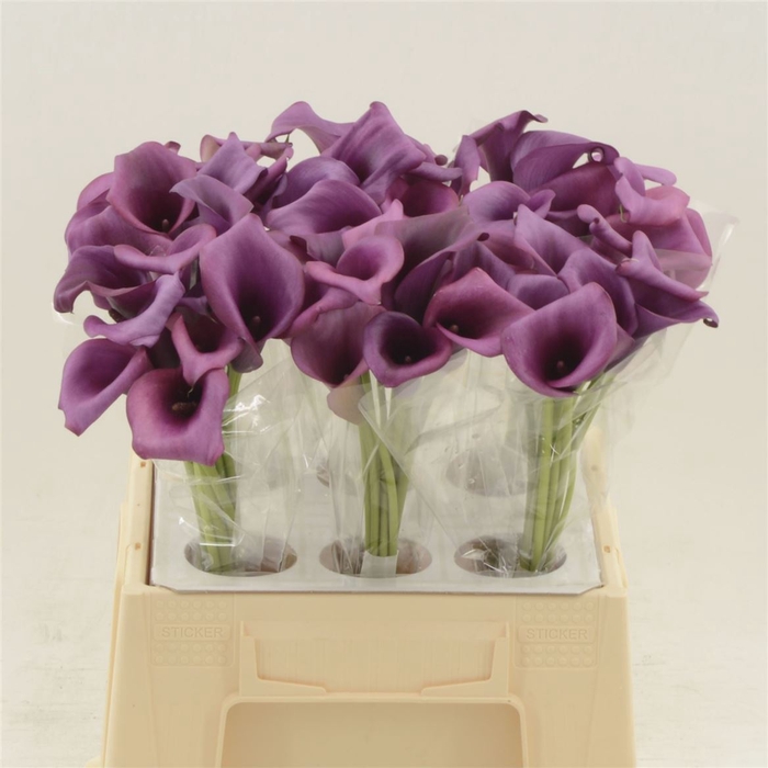 <h4>Calla Durban</h4>