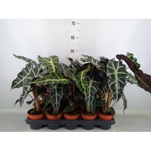 Alocasia amazonica 'Polly'
