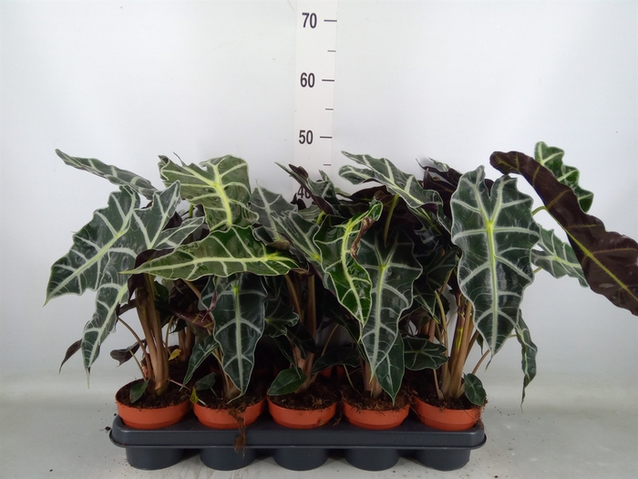 <h4>Alocasia amazonica 'Polly'</h4>