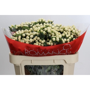 Hypericum Cool Romance Spray