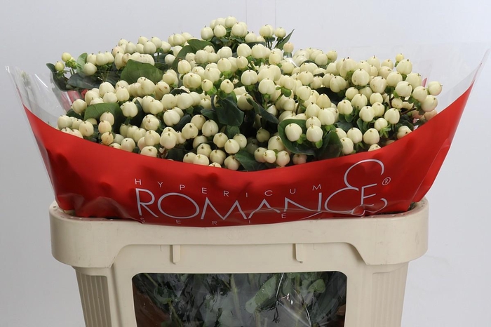 <h4>Hypericum Cool Romance Spray</h4>