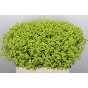 Alchemilla mollis 'Robustica'