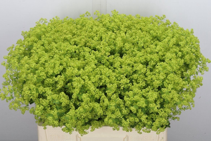 <h4>Alchemilla mollis 'Robustica'</h4>