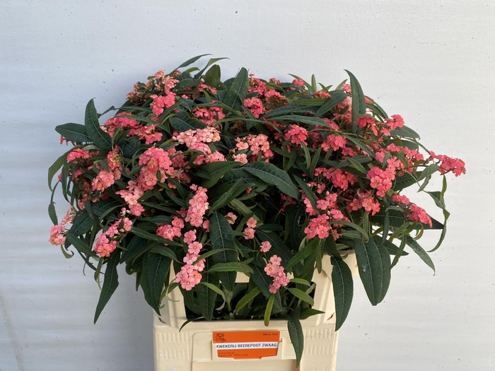 <h4>EUPH F T PINK BARON</h4>