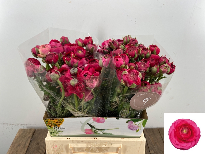 <h4>RAN EL HOT PINK</h4>