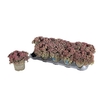 Sedum Caut Lidakense