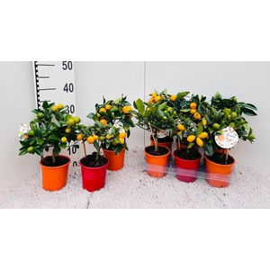 Citrus Mix-Tray 2+ Var. stem/trellis