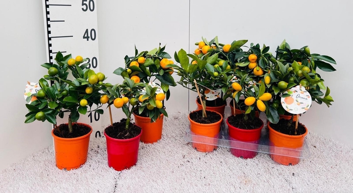 <h4>Citrus Mix-Tray 2+ Var. stem/trellis</h4>