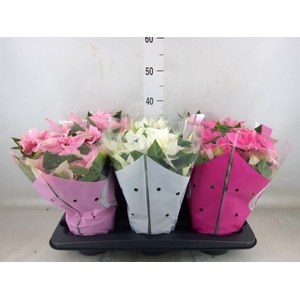 Euphorbia pulc. 'Princ'  ..mix