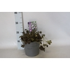 vaste planten 19 cm  Geranium Orkney Cherry